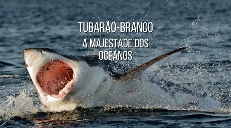 tubarão-branco