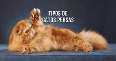 tipos de gato