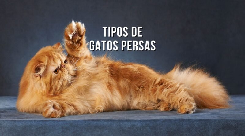 tipos de gato