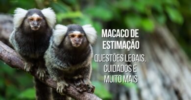 pode ter macaco de estimação