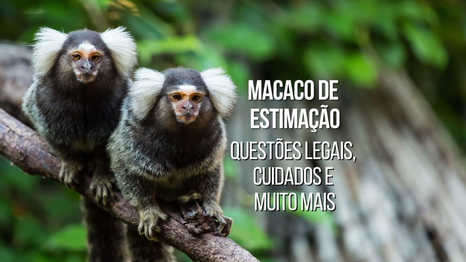 Sagui - Espécie de Macaco - Animais - InfoEscola