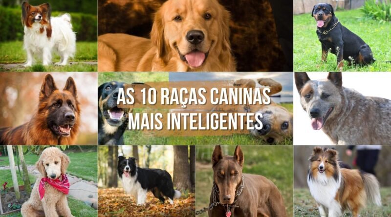 cachorros mais inteligentes