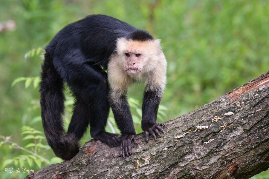 pode ter macaco de estimação