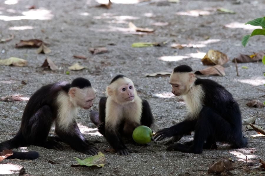 pode ter macaco de estimação