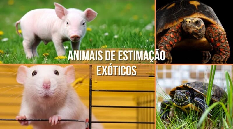 animais de estimação exóticos