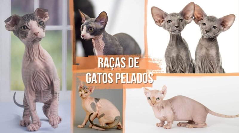 raças de gatos sem pelos