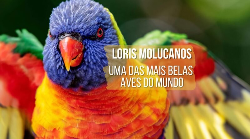 loris molucanos