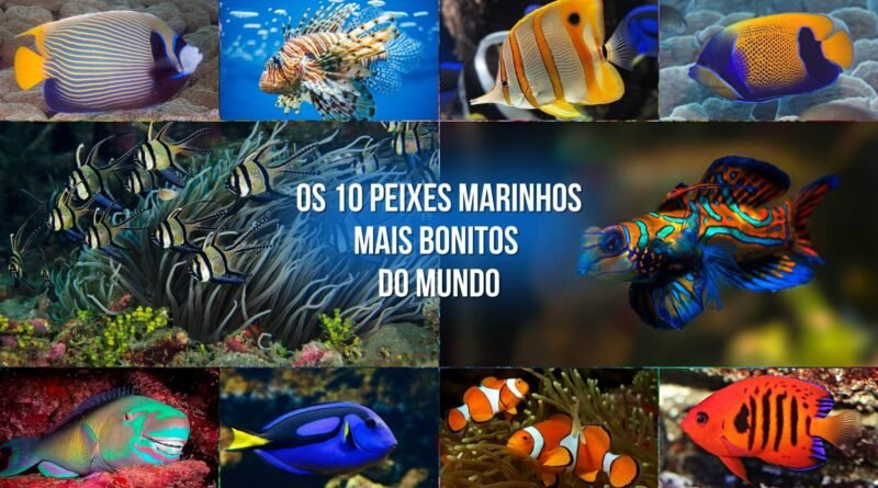 peixes marinhos