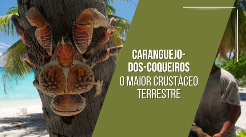 caranguejo-dos-coqueiros