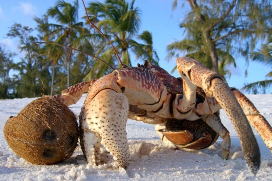 caranguejo-dos-coqueiros