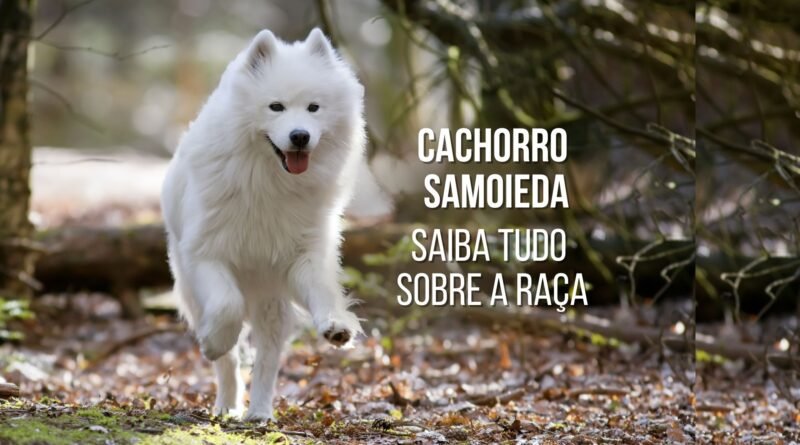 cachorro samoieda