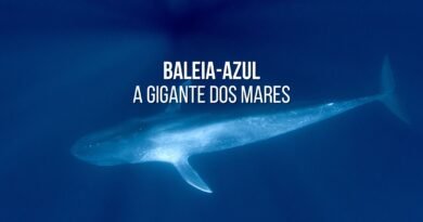 baleia azul