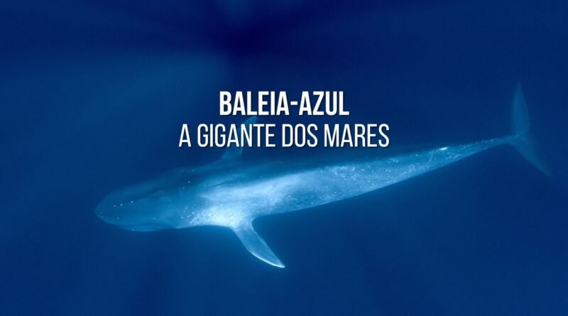 baleia azul