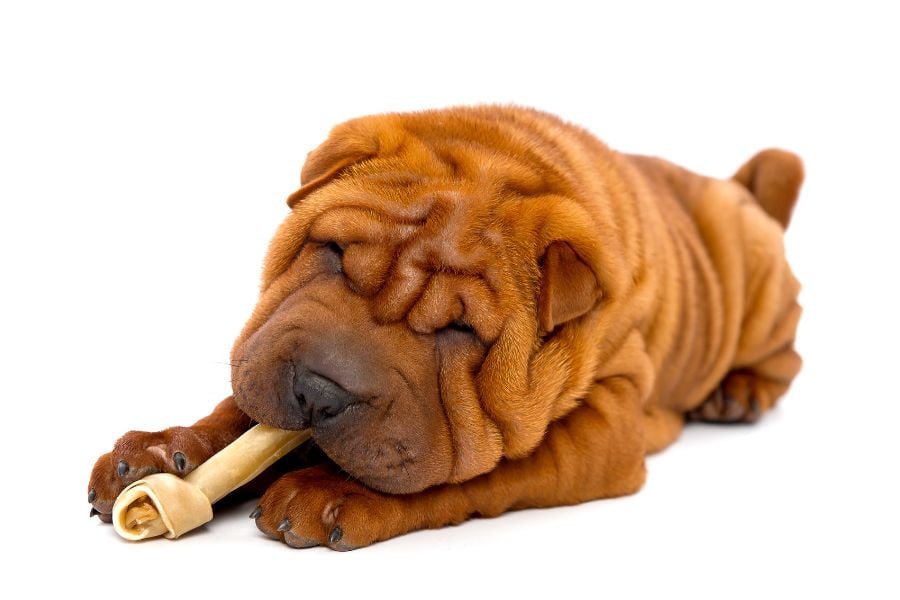 cachorro sharpei