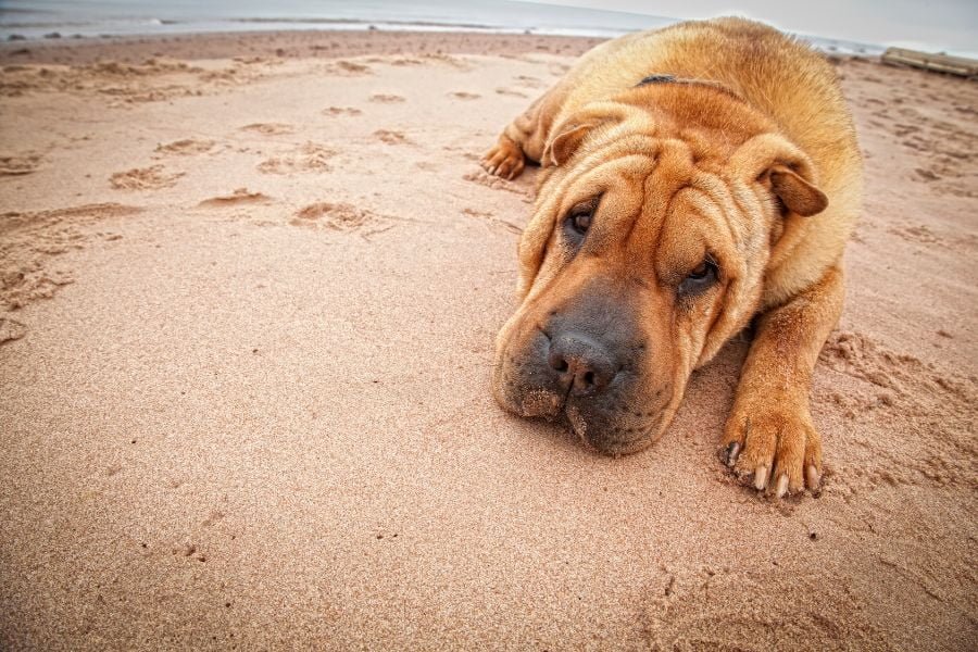 cachorro sharpei