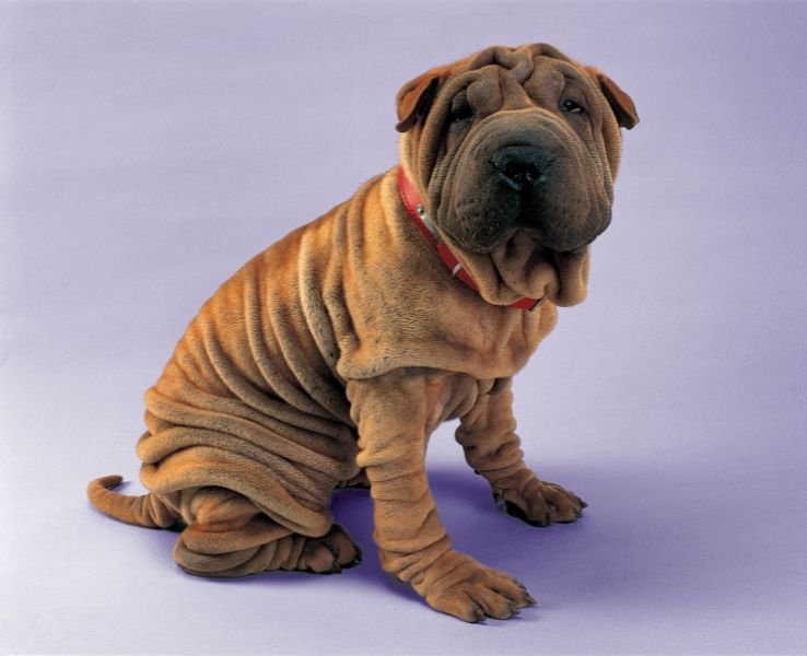 cachorro sharpei