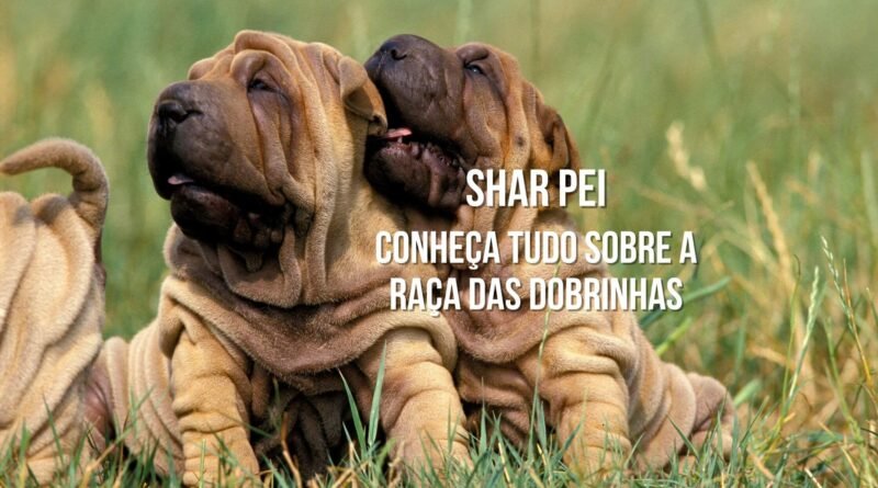 cachorro sharpei