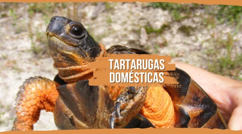 tartarugas domésticas