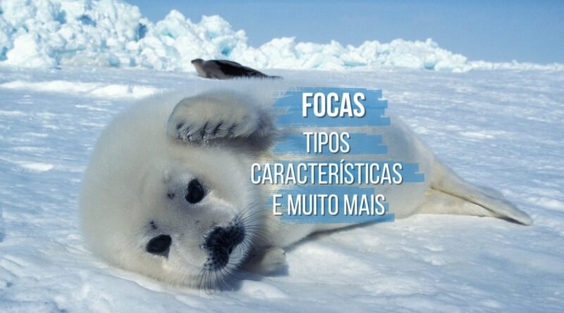 focas