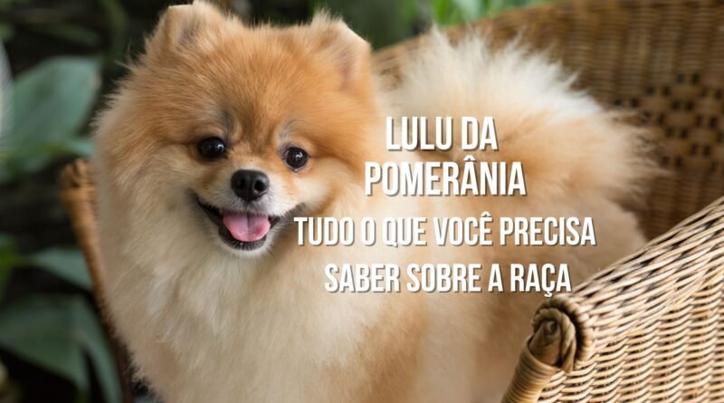 raça Lulu da Pomerânia