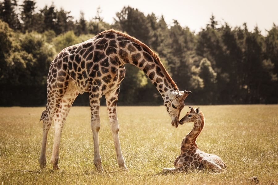 maiores animais do mundo