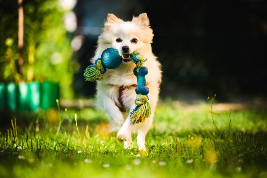 raça Lulu da Pomerânia