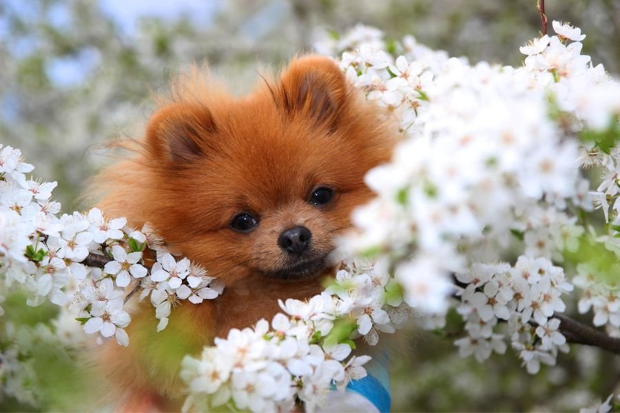 raça Lulu da Pomerânia