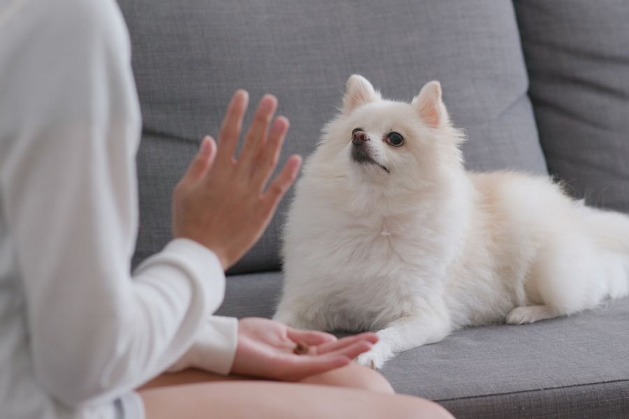 raça Lulu da Pomerânia