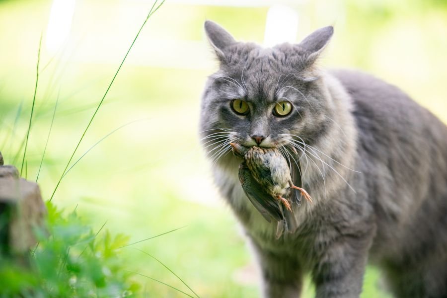 curiosidades sobre gatos