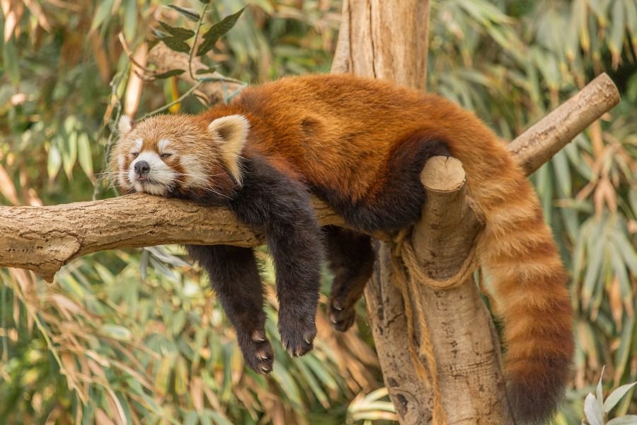 pandas vermelhos