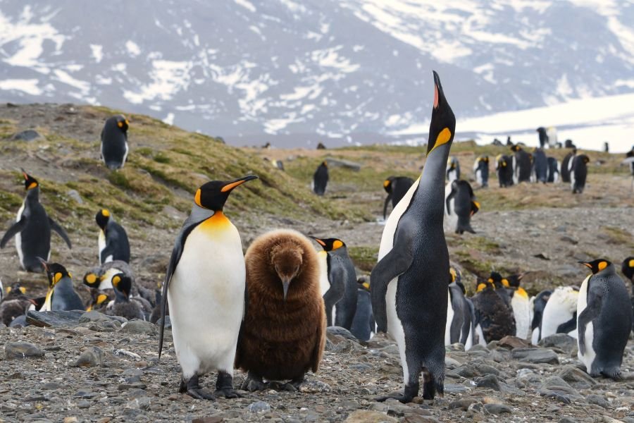 vida familiar dos pinguins