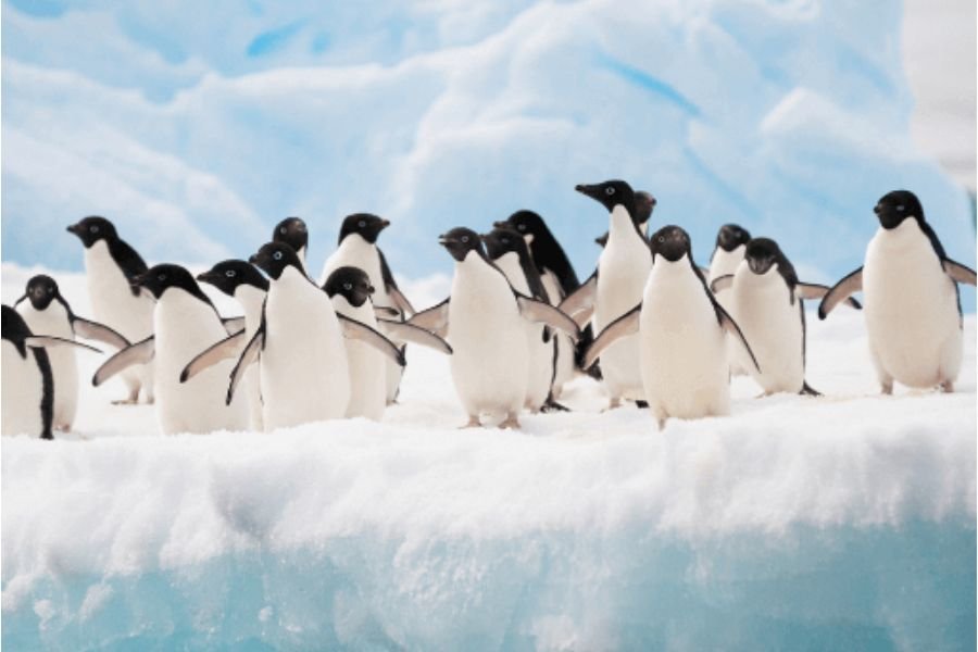 vida familiar dos pinguins