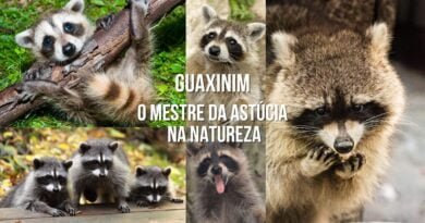 guaxinim