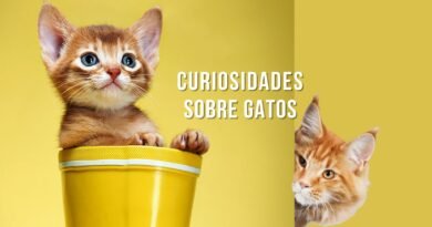 curiosidades sobre gatos