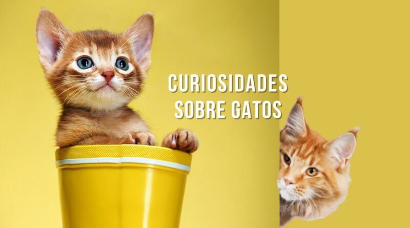 curiosidades sobre gatos