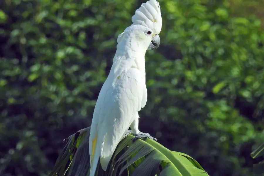 cacatua