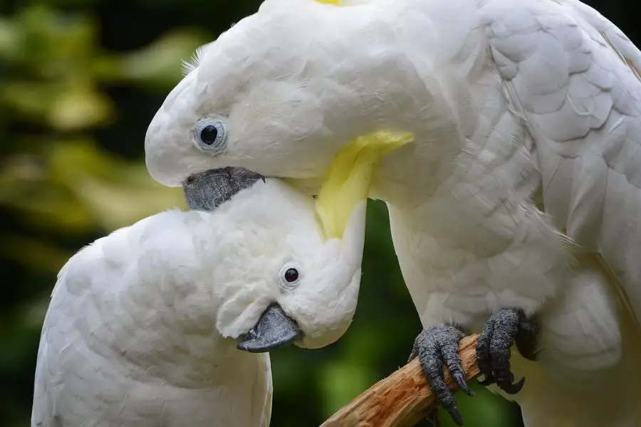 cacatua