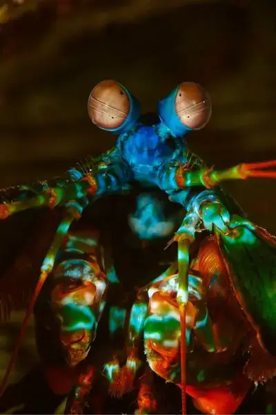 camarão-mantis