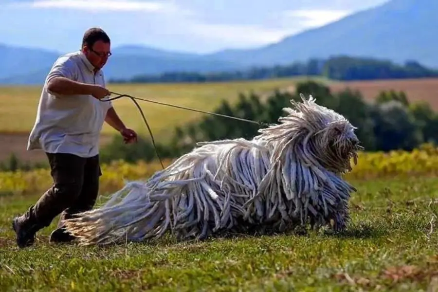 cachorros mais raros do mundo