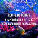 recifes de coral