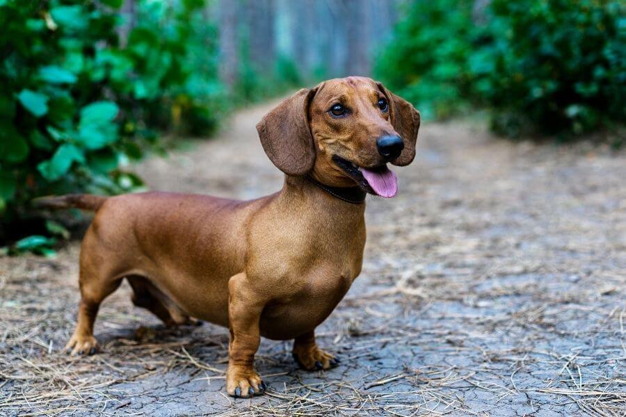 Cachorro com Maior Expectativa de Vida