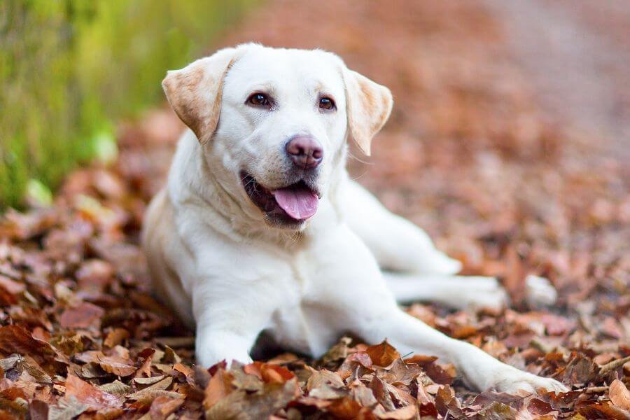 Cachorro com Maior Expectativa de Vida