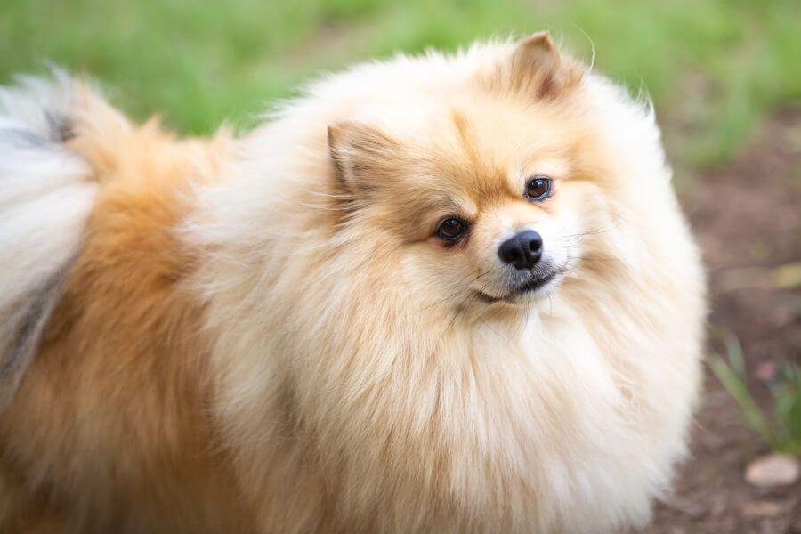 Cachorro com Maior Expectativa de Vida