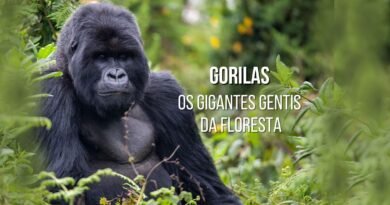 gorilas