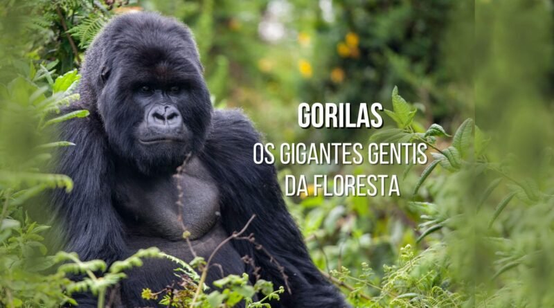 gorilas