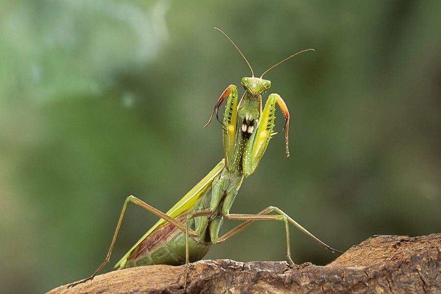 animais de estimação exóticos