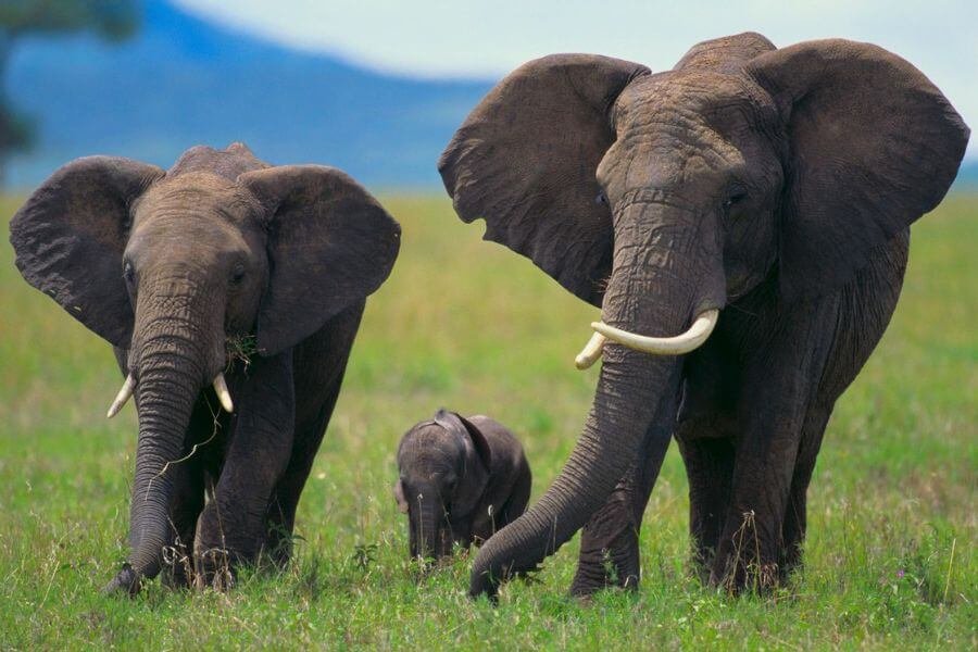 memória de elefante