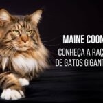 gato maine coon