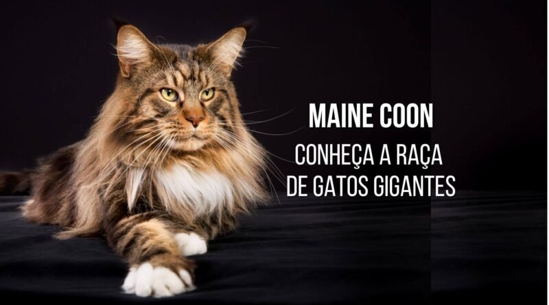 gato maine coon