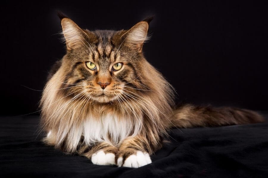 gato Maine Coon